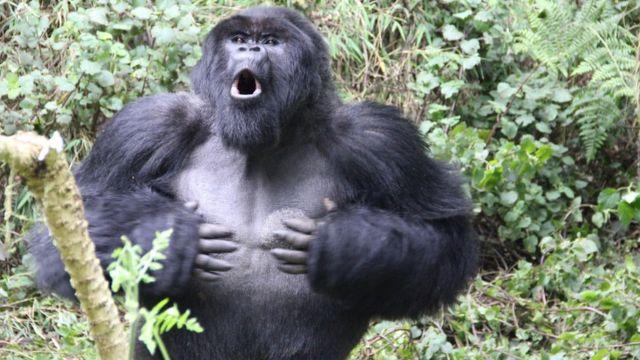 ¿Por qué los gorilas se golpean el pecho los gorilas?